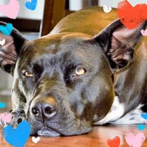 Meet your Posher, Shannon